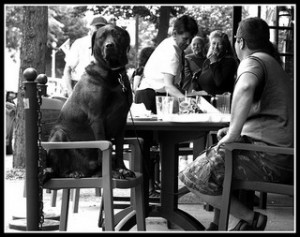 Dog-at-the-Table