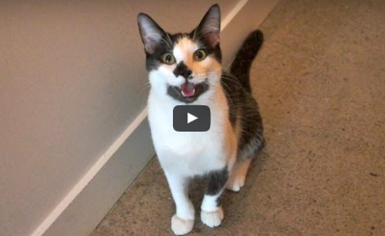 Funny Pet Video:  “8 Signs Your Cat Is Actually A Dog”