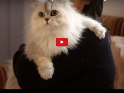 Pet Video:  Pride, The Cat Actor