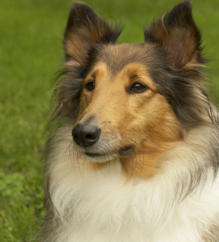 The Story Of Lassie
