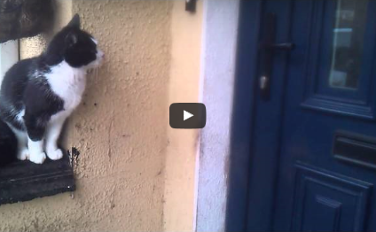 Funny Pet Video:  Cat Opens The Door