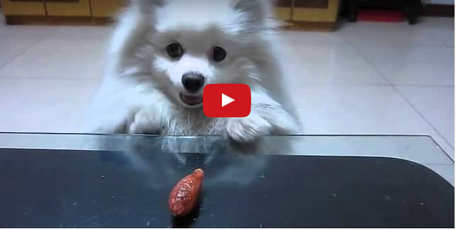 Funny Dog Video:  Determination Is Everything