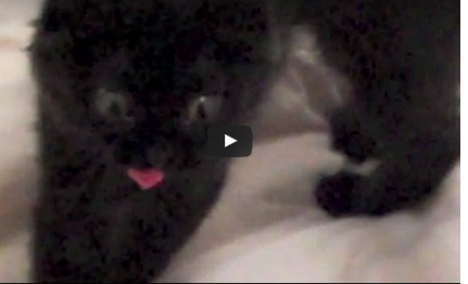 Funny Cat Video:  Shorty The Cat “Must Dance”