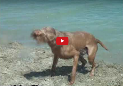 Funny Dog Video:  Walking On Sunshine