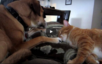 Funny Pet Video:  Cat Using Dog’s Paws