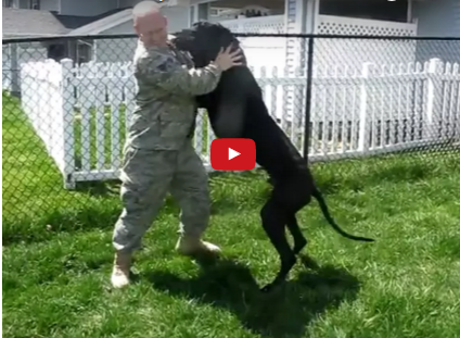 Video:  Emmitt The Dog Welcomes His Dad Home