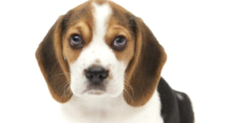 Getting a Puppy? Answer These Questions First