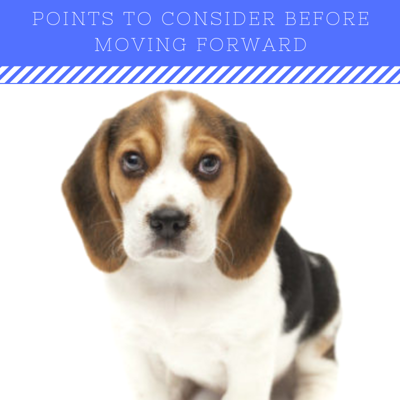 Getting a Puppy? Answer These Questions First