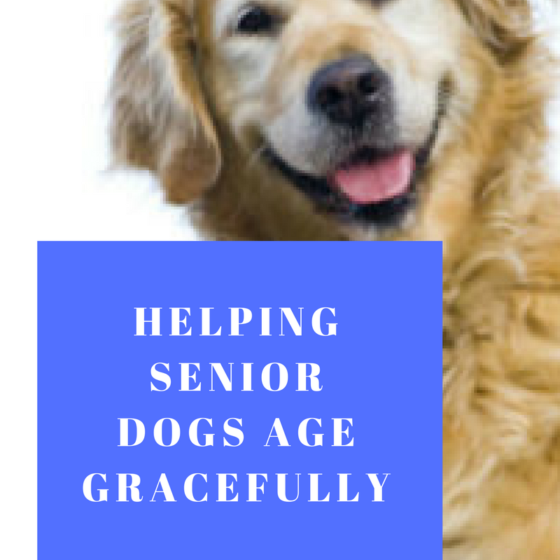 Helping Your Senior Dog Age Gracefully