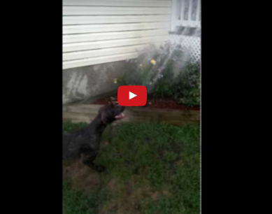 Funny Dog Video:  Malibu Watering The Flowers