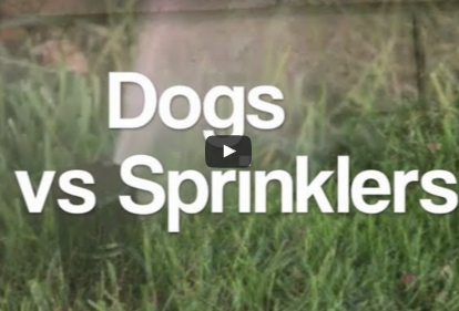 Funny Pet Video:  Dogs And Sprinklers