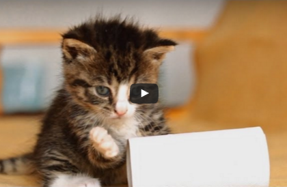 Pet Video:  Cute Overload With Nikita The Kitten