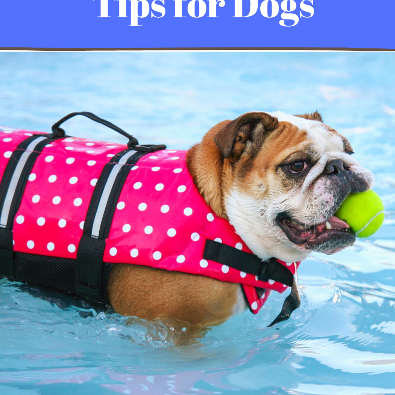 Water Safety For Dogs: Tips to Keep Them Safe