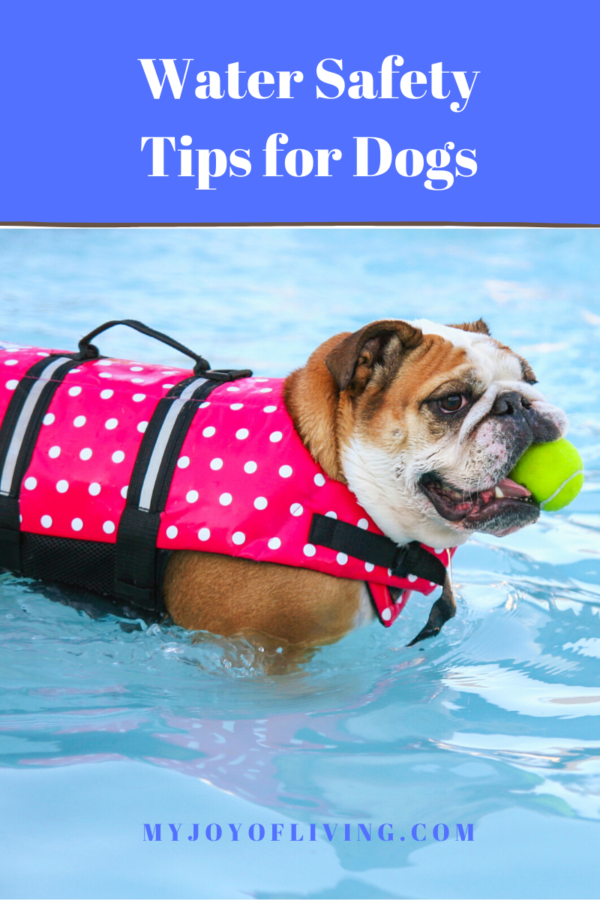 Water Safety For Dogs Tips to Keep Them Safe Joy of Living