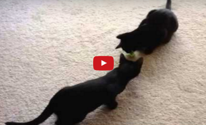 Funny Cat Video: Beau And Monster in “Mice Twice”
