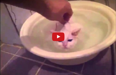 Funny Pet Video:  Kitten Loves Warm Water