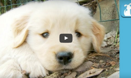 Funny Pet Video:  80 Seconds Of Puppy Cuteness