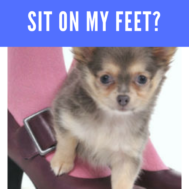 Dog Behavior: 5 Reasons Why Dogs Sit On Feet