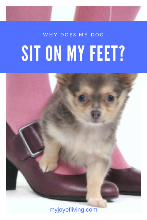 reasons dogs sit on feet