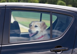Be Sure Your Pet Buckles Up