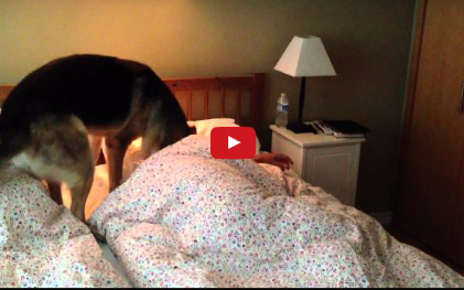 Funny Dog Video:  Morning Wake-Up Call