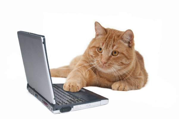 cat with computer