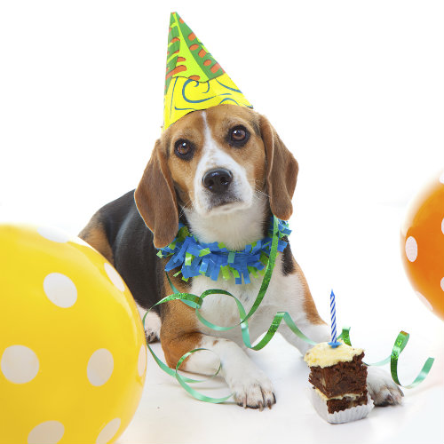 Making Birthdays Special for Your Pet!