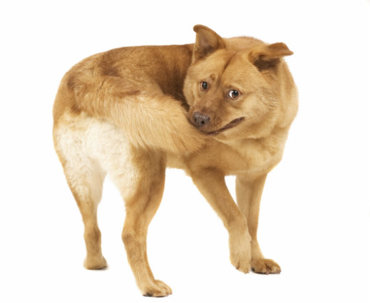 Dog Behavior:  Why Do Dogs Chase Their Tails?