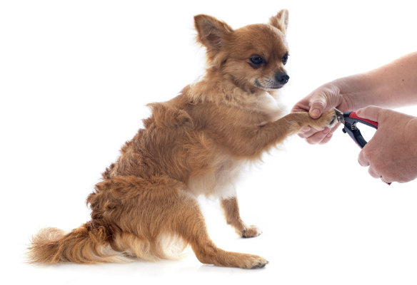 Why Some Dogs Have Touchy Paws