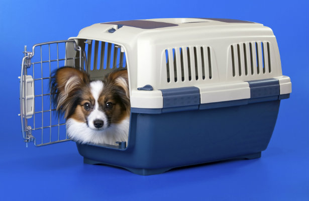 puppy crate training