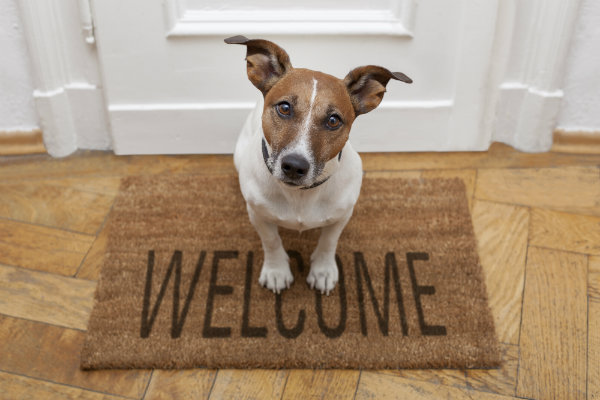 Teaching Your Dog Good Door Manners