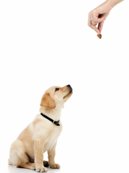 giving dog treat