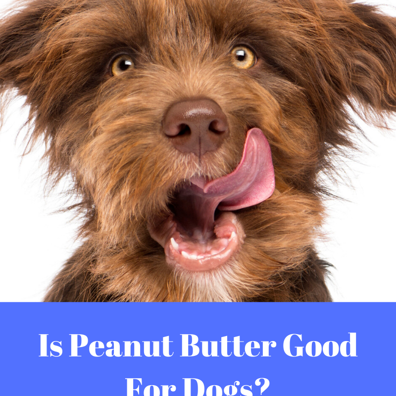 Peanut Butter: It’s Ok For Dogs, But Feed In Moderation
