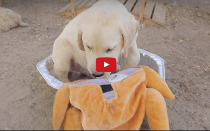 Funny Dog Video: Starting Thanksgiving Early