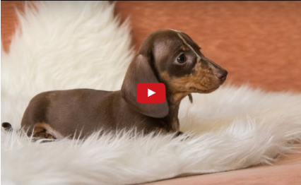 Funny Dog Video:  Bad Dachshund