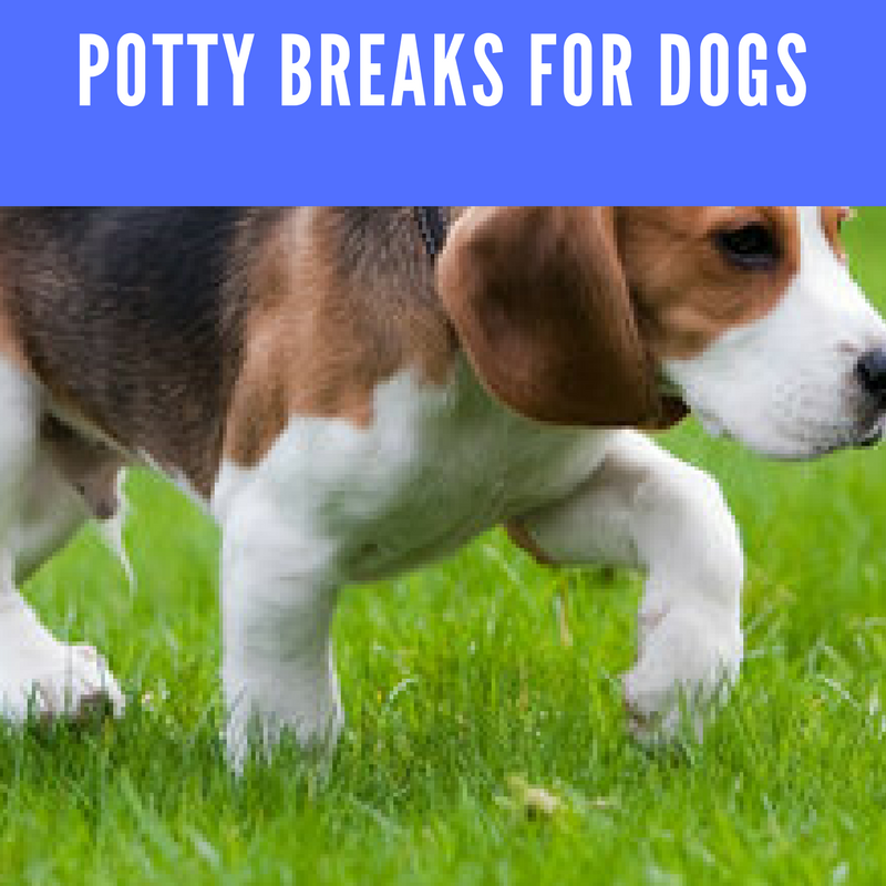 To Pee or not to Pee: Understanding the Frequency of Potty Breaks Necessary for Your Dog