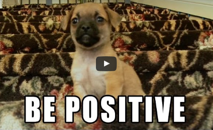 Cute Dog Video:  Focus On The Positive