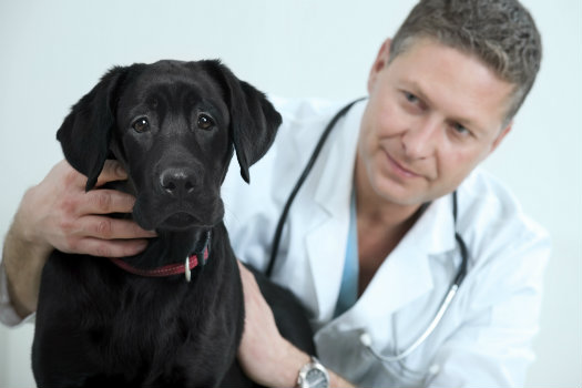 Things To Consider When Picking A Veterinarian
