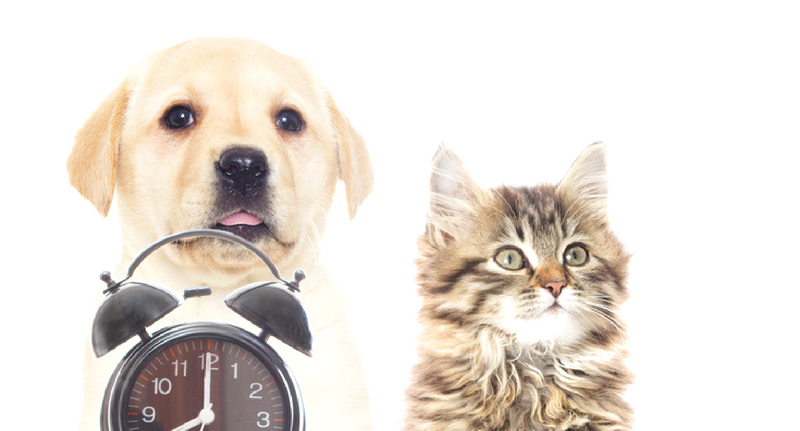 Pet Friendly Colleges: Not As Many As You Might Think