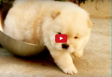 Cute Dog Video:  Puppy And Bowl