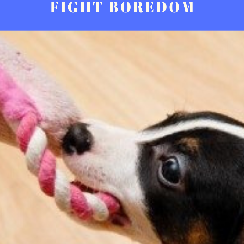 Playing With Your Dog: Fun Games To Fight Boredom