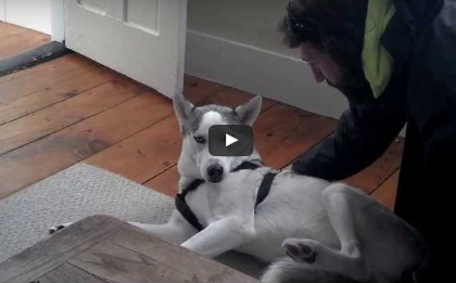 Funny Dog Video:  Just Say Nooo!