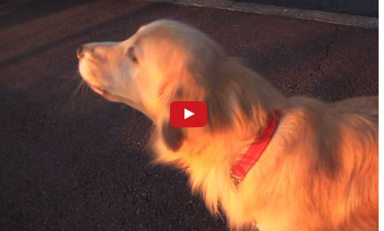 Funny Dog Video:  Imitating A Siren