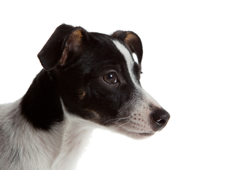 Dog Breed Spotlight:  Rat Terrier