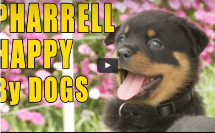 Dog Video:  Parody of “Happy”
