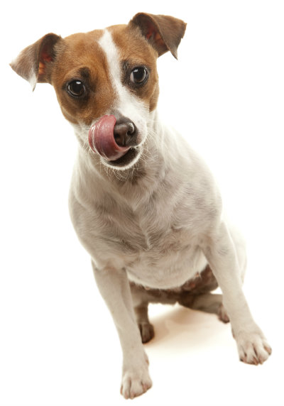 Why Does Your Dog Lick His Lips Hungry Thirsty Stressed Joy Of Living