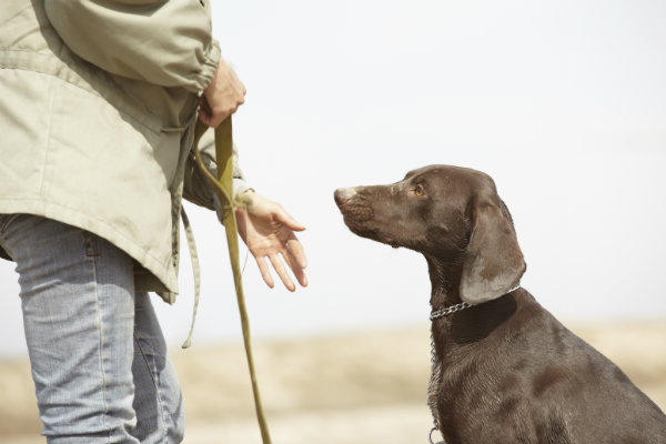 5 Commands All Dogs Should Know