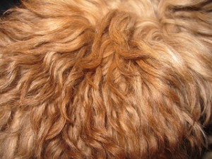 dog-hair