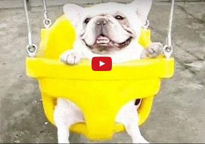 Dogs On Swings (Video)