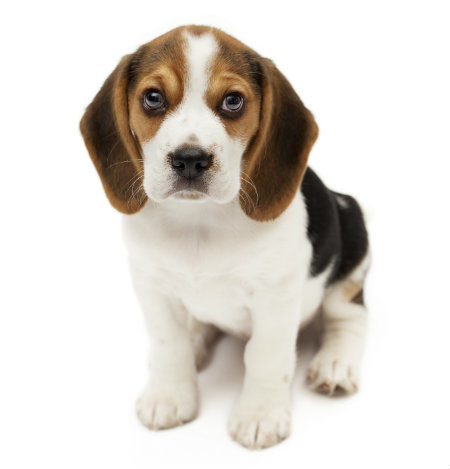 National Puppy Day:  10 Puppy Facts You May Not Know